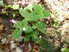 Impatiens balfourii