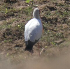 Mycteria ibis