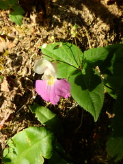 Impatiens balfourii