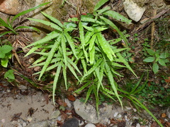Pteris cretica