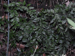 Ruscus aculeatus