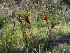 Anigozanthos manglesii