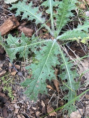 Cirsium