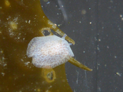 Corambe pacifica