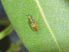 Stratiomyini