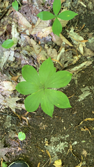 Medeola virginiana
