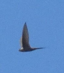 Cypsiurus parvus