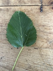 Morus rubra
