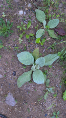 Verbascum thapsus