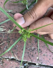 Cyperus croceus