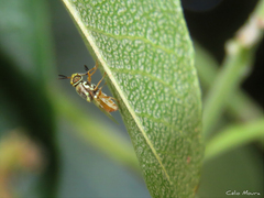 Stratiomyini