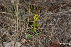 Solidago simplex