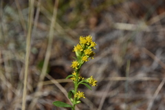 Solidago simplex