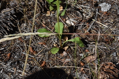 Solidago simplex