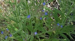 Anchusa azurea