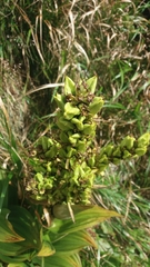 Veratrum album