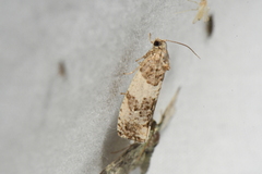 Pseudosciaphila duplex