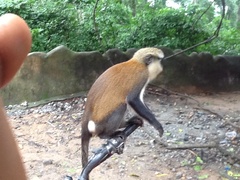 Cercopithecus mona