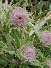 Cirsium