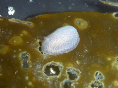 Corambe pacifica