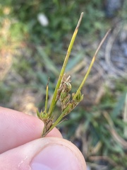 Juncus tenuis
