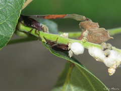 Discocephalinae