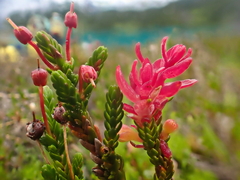 Exobasidium cassiopes