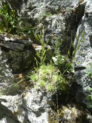 Draba aizoides