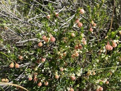 Phyllanthus calycinus