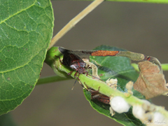 Discocephalinae