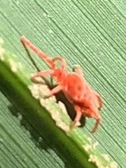 Trombidioidea