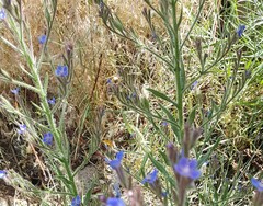 Anchusa azurea