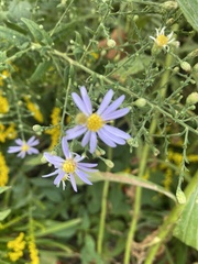 Symphyotrichum shortii