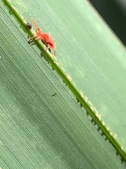 Trombidioidea