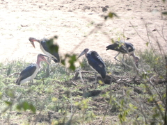 Leptoptilos crumenifer
