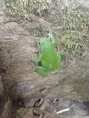 Hyla plicata