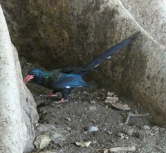 Phoeniculus purpureus