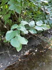 Smilax lasioneura
