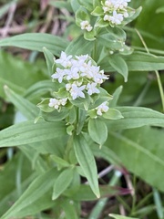 Galium rubioides
