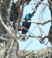Lamprotornis chalybaeus