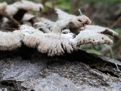 Schizophyllum commune