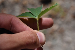 Fragaria virginiana platypetala
