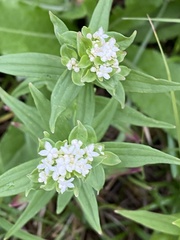 Galium rubioides