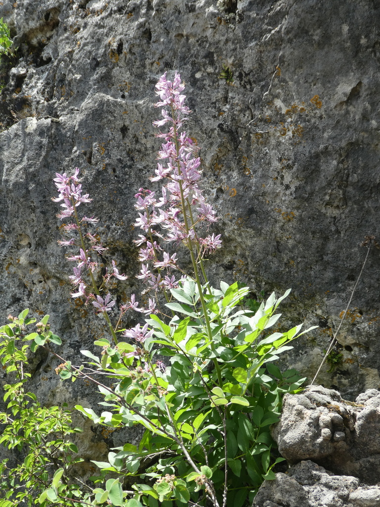 Dictamnus albus, 34520 Le Cros, France