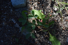Fragaria virginiana platypetala