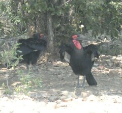 Bucorvus leadbeateri