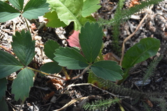 Fragaria virginiana platypetala