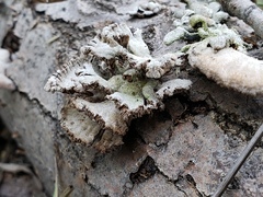 Schizophyllum commune