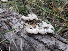 Schizophyllum commune