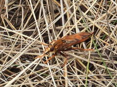 Asilus crabroniformis